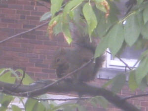 Cute squirrel!