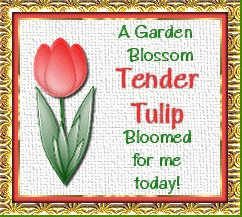 Tender Tulip - A garden blossom bloomed for me today!