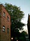 Apt. bldg. with My Favourite Maple Tree towering above
