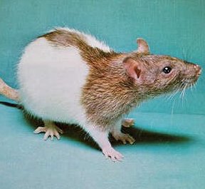 Brown and white hooded rat