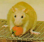 Golden rat with a strawberry!