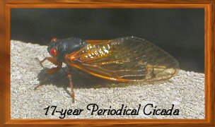 17-year Periodical Cicada