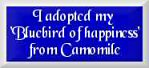 I adopted my 'Bluebird of happiness' from Camomile