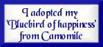 I adopted my 'Bluebird of happiness' from Camomile