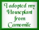 I adopted my Houseplant from Camomile